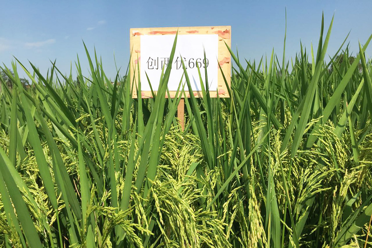 水稻新品種創(chuàng)兩優(yōu)669已通過(guò)第四屆國(guó)家農(nóng)作物品種審定委員會(huì)第一次審定會(huì)議初審